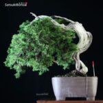 Ginepro Sabina - Juniperus Sabina - immagine 5