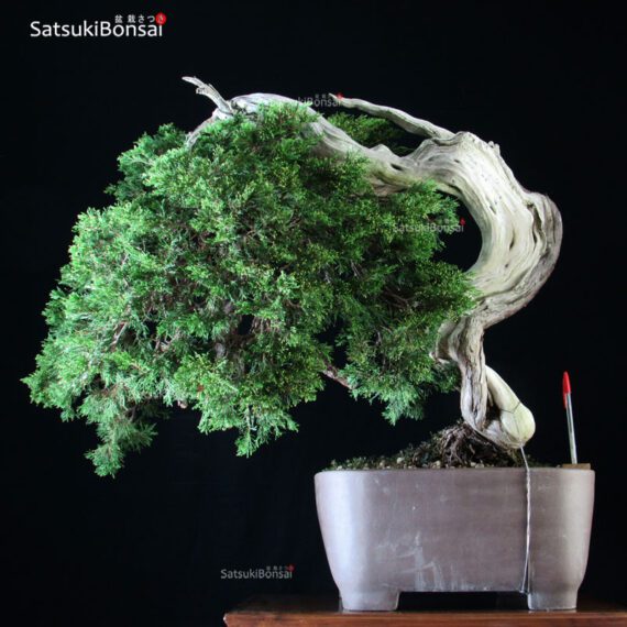 Ginepro Sabina - Juniperus Sabina - immagine 5
