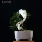 Ginepro Sabina - Juniperus Sabina - immagine 8