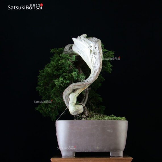 Ginepro Sabina - Juniperus Sabina - immagine 8