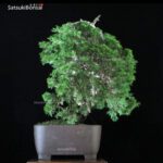 Ginepro Sabina - Juniperus Sabina - immagine 7