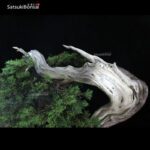 Ginepro Sabina - Juniperus Sabina - immagine 9