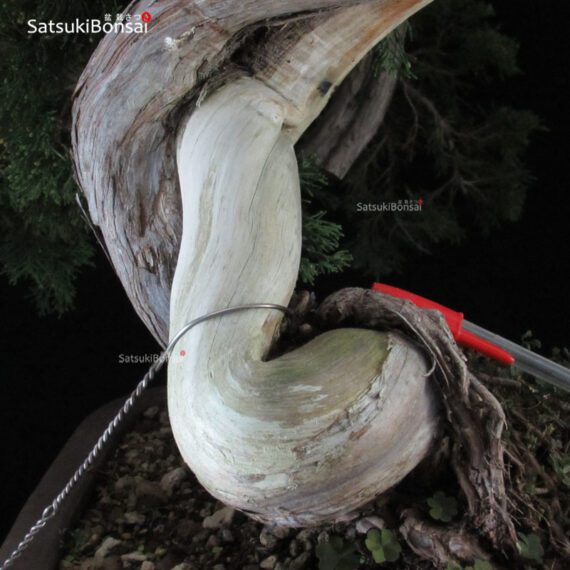 Ginepro Sabina - Juniperus Sabina - immagine 12