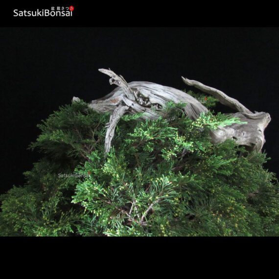 Ginepro Sabina - Juniperus Sabina - immagine 10