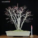 Acero Palmato Yamamomiji VENDUTO - immagine 3