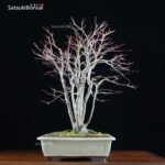 Acero Palmato Yamamomiji VENDUTO - immagine 4