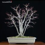 Acero Palmato Yamamomiji VENDUTO - immagine 5