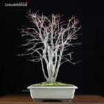 Acero Palmato Yamamomiji VENDUTO - immagine 6