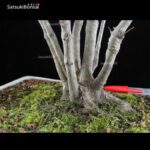 Acero Palmato Yamamomiji VENDUTO - immagine 7