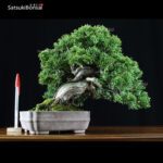 Juniperus Chinensis shohin VENDUTO