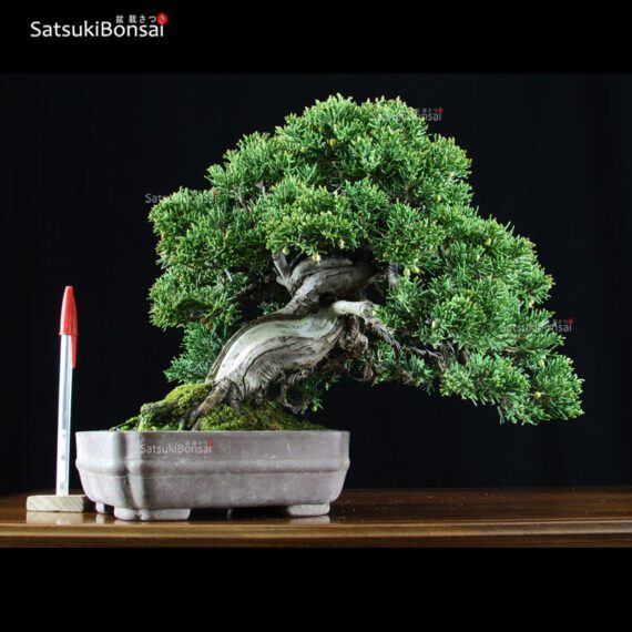 Juniperus Chinensis shohin VENDUTO