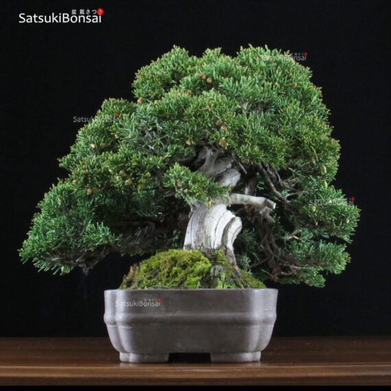 Juniperus Chinensis shohin VENDUTO - immagine 2