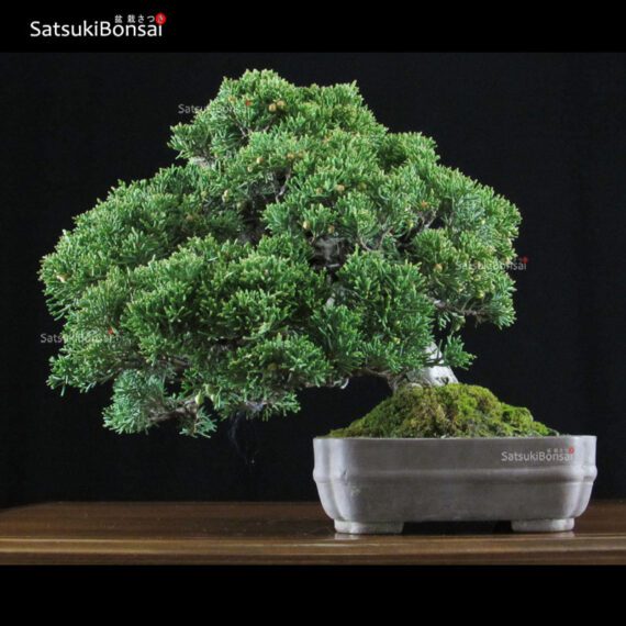 Juniperus Chinensis shohin VENDUTO - immagine 3