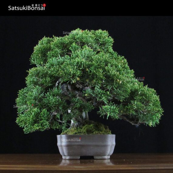 Juniperus Chinensis shohin VENDUTO - immagine 4