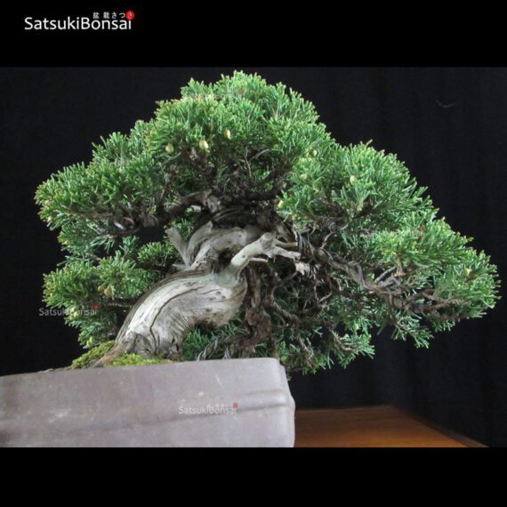 Juniperus Chinensis shohin VENDUTO - immagine 5