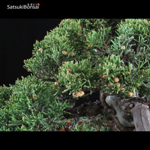 Juniperus Chinensis shohin VENDUTO - immagine 7