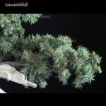 Juniperus Rigida - Tosho VENDUTO - immagine 5