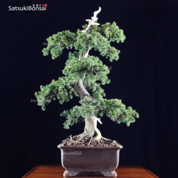 Juniperus Rigida - Tosho VENDUTO - immagine 2