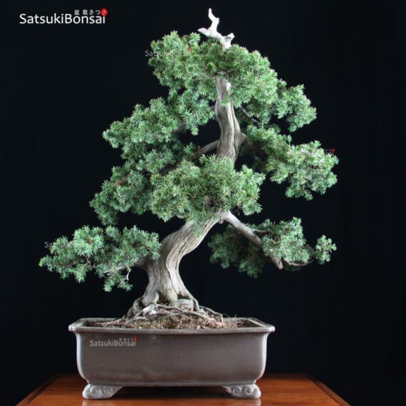 Juniperus Rigida - Tosho VENDUTO - immagine 3