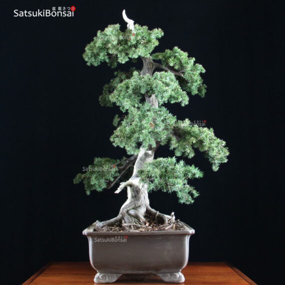 Juniperus Rigida - Tosho VENDUTO - immagine 4