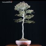 Azalea Satsuki var. CHINZAN VENDUTO - immagine 3