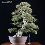 Azalea Satsuki Var. Shin Nikko VENDUTO - immagine 9