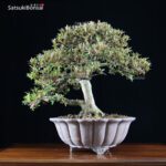 Azalea Satsuki Var. KORIN VENDUTO - immagine 7