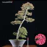 Azalea Satsuki Var. KORIN VENDUTO - immagine 2