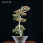 Azalea Satsuki Var. KORIN VENDUTO - immagine 3