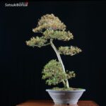 Azalea Satsuki Var. KORIN VENDUTO - immagine 4