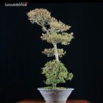 Azalea Satsuki Var. KORIN VENDUTO - immagine 5