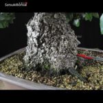 Quercus Ilex - Leccio VENDUTO - immagine 6