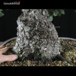 Quercus Ilex - Leccio VENDUTO - immagine 7