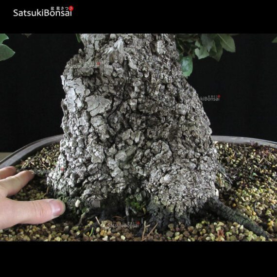 Quercus Ilex - Leccio VENDUTO - immagine 7