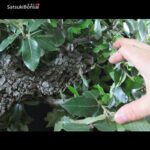 Quercus Ilex - Leccio VENDUTO - immagine 10