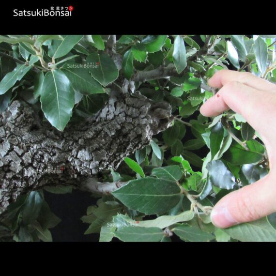 Quercus Ilex - Leccio VENDUTO - immagine 10