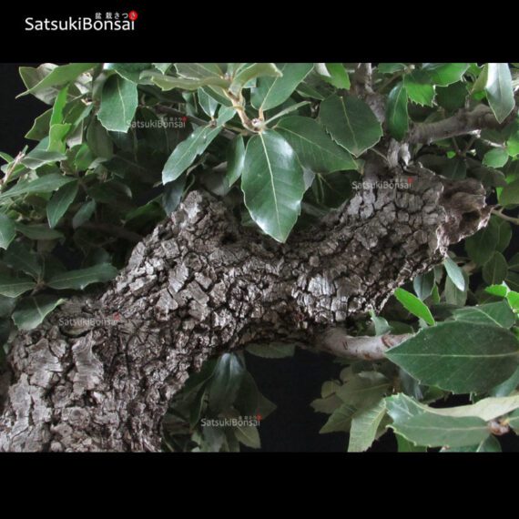 Quercus Ilex - Leccio VENDUTO - immagine 9