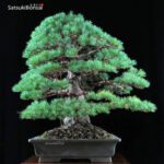 Pino Pentaphylla Goyomatsu VENDUTO - immagine 6