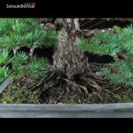 Pino Pentaphylla Goyomatsu VENDUTO - immagine 11