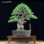 Pino pentaphylla var. Kokonoe VENDUTO - immagine 2