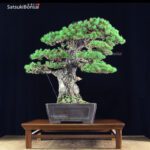 Pino pentaphylla var. Kokonoe VENDUTO - immagine 3