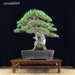 Pino pentaphylla var. Kokonoe VENDUTO - immagine 4