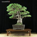 Pino pentaphylla var. Kokonoe VENDUTO - immagine 5