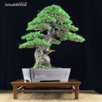 Pino pentaphylla var. Kokonoe VENDUTO - immagine 6