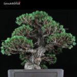 Pino pentaphylla var. Kokonoe VENDUTO - immagine 7