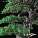 Pino pentaphylla var. Kokonoe VENDUTO - immagine 8