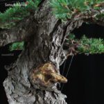 Pino pentaphylla var. Kokonoe VENDUTO - immagine 9