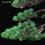 Pino pentaphylla var. Kokonoe VENDUTO - immagine 10