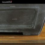 Pino pentaphylla var. Kokonoe VENDUTO - immagine 13