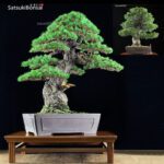 Pino pentaphylla var. Kokonoe VENDUTO